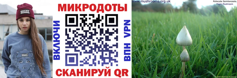 Псилоцибиновые грибы Psilocybe  купить наркоту  Северск 